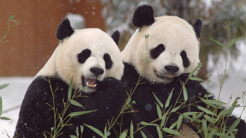 Giant pandas Mei Xiang (left) and Tian Tian (right) will continue to