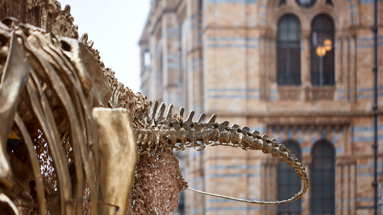 Transformed Natural History Museum gardens to reopen in July